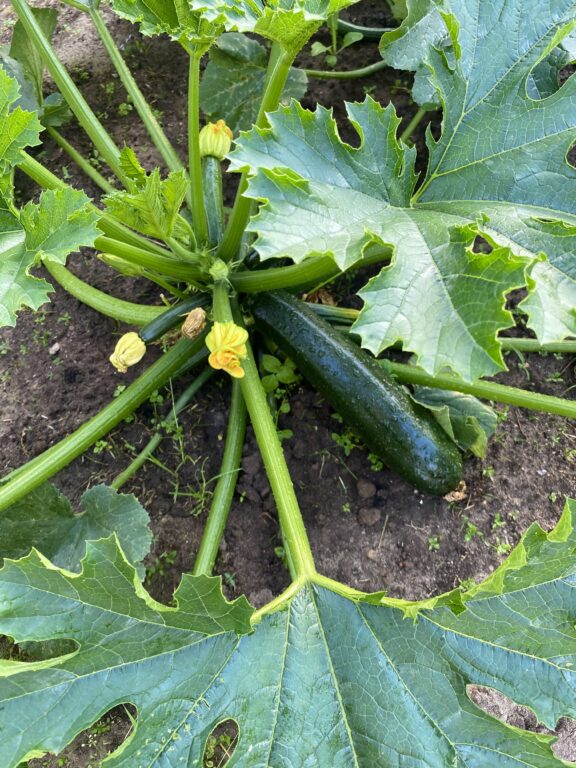 courgette factory is popping off! already have more courgette than we can eat 